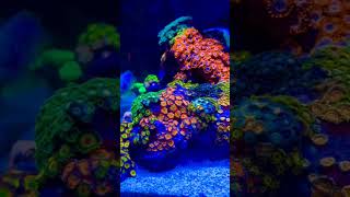 Zoanthus pelangi reeftank aquarium fishtank anemone [upl. by Forta]