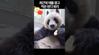 최근에 애플 광고 찍은 판다 화리大熊猫华丽 panda [upl. by Kahlil721]