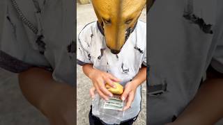 Good boy trending viralvideo comedy dog [upl. by Esnofla]