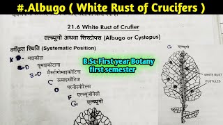 Albugo part1  White Rust of Crucifers  Albugo Structure and Reproduction BSc 1st year Botany [upl. by Ahtnama]