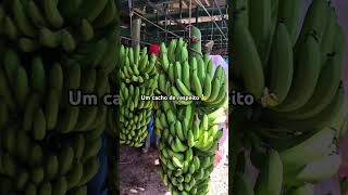 🍌🌱 agricultura bananal foryou banana agriculturaregenerativa agro solo fyp [upl. by Cordelie]