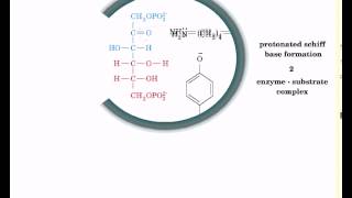 Reaction mechanism of aldolase [upl. by Lleynod]