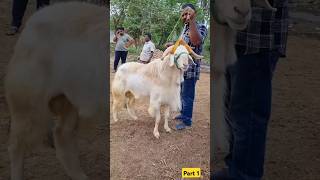 Careful feeding of lambs shortfeed youtubeshorts sheeps goat [upl. by Ecirahc]