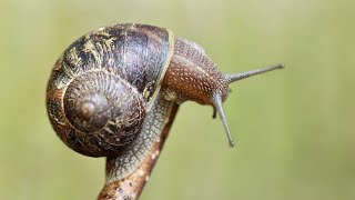 Only for lovers of snails and slugs Gastropods of Israel [upl. by Solhcin]