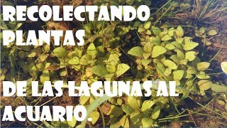 Recolectando plantas para el acuario en las lagunas cerca de casa [upl. by Lionel]