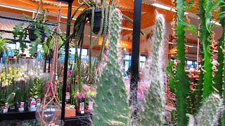 ETIOLATION on Cactus Plants What it is The Causes amp How to Prevent Stretched out Cactus Plants [upl. by Mokas270]