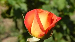 Nikon Coolpix L830 Auto Focus Test  Rose 1Full HD [upl. by Letha123]