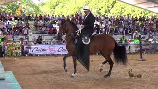 TENTADORA DE BARCELONA TENTADOR DE GRAN CHAPARRAL GIRANDO TROTANDO NACIONAL VALLEDUPAR 2018 01 [upl. by Cosenza]