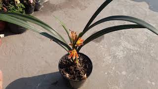 How to take care of clivia plant orange flower [upl. by Rape]