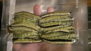 PICKING AND HOW TO FREEZE CATALPA WORMS [upl. by Llenahc]