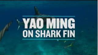 Yao Ming On Shark Fin [upl. by Aryad]