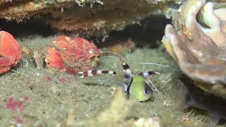 Banded Coral Shrimp Stenopus hispidus [upl. by Lehrer]