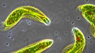 Euglena  Flagellum movement in phase contrast [upl. by Philps]