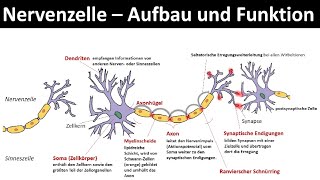 Nervenzelle  Neuron  Aufbau und Funktion Biologie Neurobiologie Oberstufe [upl. by Azaria537]