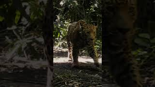 You may not know this about baby jaguars jaguar bigcat wildlife [upl. by Limann845]