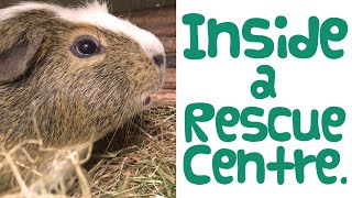 Visit to a Guinea Pig RESCUE CENTRE  How Do They Work  Guinea Piggles [upl. by Ylram]