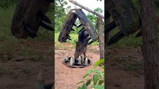 Creative Unique Wild Pig Trap Using Motorcycles And Sharp Wood  Best Wild Pig Trap animalscamping [upl. by Park]