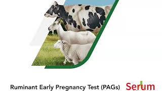 Ruminant Early Pregnancy TestPAGsBy Serum [upl. by Philender]