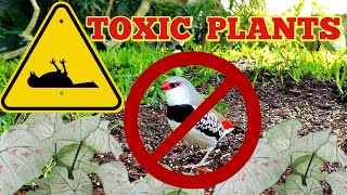 Cleaning the bird aviary  List of TOXIC plants for birds [upl. by Tolman]