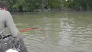 VIDEO PESCA SILURO NEL FIUME PO by PAOLO LENZI e LUIGI CASTELLINI [upl. by Talia899]