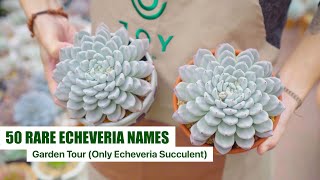 My Rare Echeveria Succulent Collection with ID  Garden Tour EP5  9 Years Living with Succulents [upl. by Fitalludba]