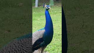 Male Peacock peacock [upl. by Bilek]