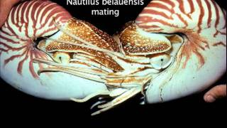 Chambered Nautilus Breeding Program [upl. by Ellsworth]