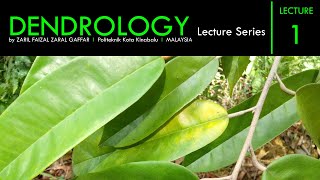 Introduction to Dendrology  Overview of the science and study of a tree [upl. by Malory]