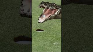 Alligator 🐊 Eats My Golf Ball ⛳️ Swing Drill Heather Feather Golfing Course Female Golfer Womens [upl. by Vina252]