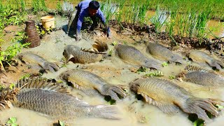 amazing fishing today a fisherman skill catching fish at rice field a lots top 5 videos fishing [upl. by Charlene]