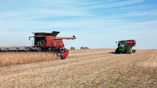 Harvesting soybeans with an 8250 case IH combine in central Illinois [upl. by Pampuch34]