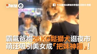 霸氣爸抱26 KG鬆獅犬逛夜市 萌汪吸引美女成「把妹神器」！ [upl. by Tebasile]