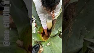 Sacando AGUAMIEL para elaborar PULQUE pulque [upl. by Eirameinna]