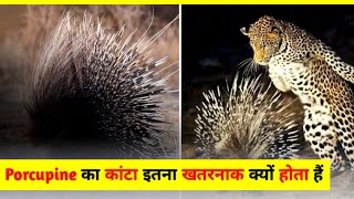 Porcupine का कांटा इतना खतरनाक क्यों होता हैं 🐾🔥shorts animal [upl. by Adeirf]