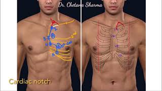 Surface anatomy of left lung [upl. by Cahilly]