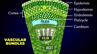 THE TISSUE SYSTEM  EPIDERMAL  VASCULAR  GROUND OR FUNDAMENTAL TISSUE SYSTEM [upl. by Etnoj733]