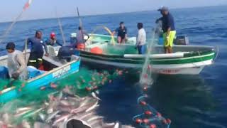 Pesca de pargo Panamá [upl. by Irec224]