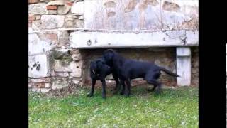 Labrador Retriever Fanworts Bill Robin und Roume vom Kastell Stegraifepach Muffin [upl. by Oileve373]