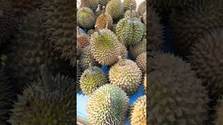 BELI DURIAN LOTARA [upl. by Westlund]