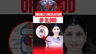 Double Circulation Of Blood neetbiology neet2025 riturattewal doublecirculation [upl. by Yetty381]