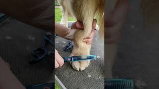 Grooming a Golden Retrievers feet [upl. by Ramses]