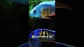 Meet the Taiwanese Reef Cichlid ￼ aquariumfish freshwateraquarium fish cichlid [upl. by Anirehs614]