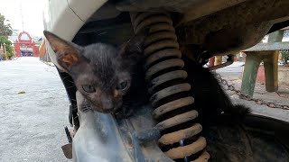 Feed hungry kitten at pagoda stray kitten need food so much [upl. by Haidabez882]