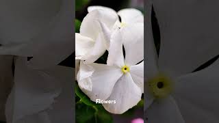 Flowers my belcony garden shortvideo [upl. by Reinhardt690]