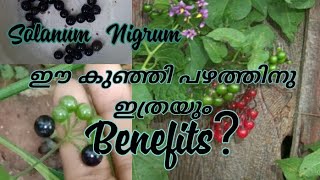 Benefits of WONDER BERRY  MANITHAKKALI  Solanum Nigrum  A Medicinal Plant [upl. by Pizor]