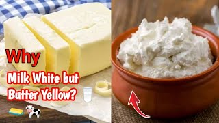 Why is Milk White but Butter Yellow 🥛🧈  Mystery [upl. by Elcin162]