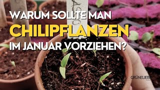 Warum sollte man Chilipflanzen im Januar vorziehen [upl. by Ahsiuqram]