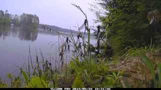 Hellgrammites hatching end of May in Wisconsin  Time Lapse [upl. by Chloe]