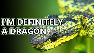 Bush Viper facts small snakes with a big bite  Animal Fact Files [upl. by Lekram821]