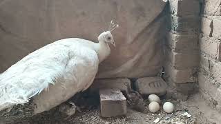 Mom white Peacocks Laying Eggs And Hatching To Many Chicks [upl. by Ahtaela]